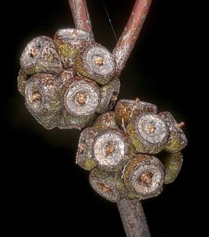 Eucalyptus decipiens subsp. decipiens - Flickr - Kevin Thiele