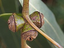 Eucalyptus globulus subsp. bicostata fruit