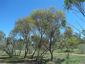 Eucalyptus normantonensis.jpg