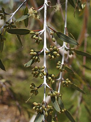 Eucalyptus pendens - Badginarra Mallee (6765364051).jpg