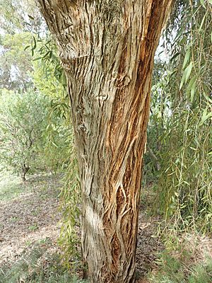 Eucalyptus todtiana bark