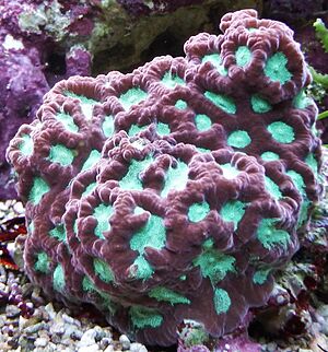 Favites pentagona 1