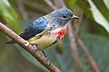 Fire-breasted Flowerpecker Khangchendzonga National Park West Sikkim Sikkim India 29.10.2015