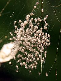 Gasteracantha mammosa spiderlings next to their eggs capsule