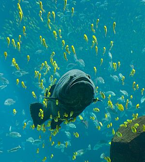 Georgia Aquarium - Giant Grouper