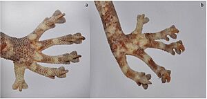 Golden gecko dorsal view of hands and feet 01