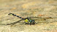Green eyes dragonfly HNP face (16072822547)