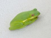 Green frog cdm0379.jpg
