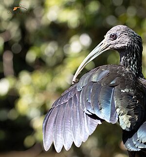 Green ibis-DeNoiseAI-low-light
