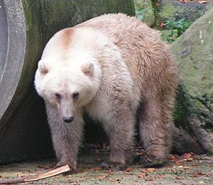 Polar/brown bear hybrid at Osnabrück Zoo
