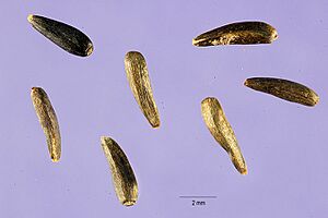 Guizotiaabyssinica