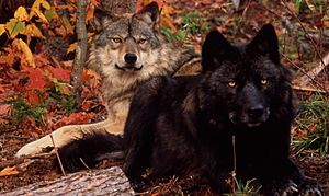 Haliburton Forest Wolf