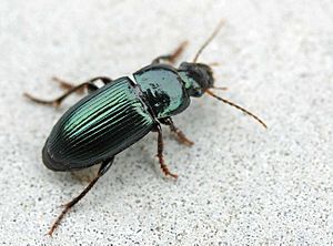 Harpalus affinis01.jpg