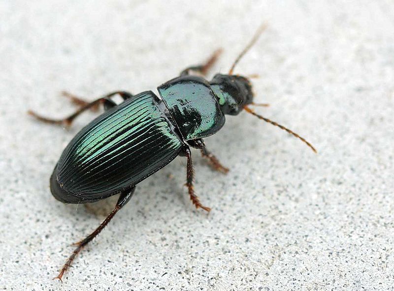 Harpalus affinis01