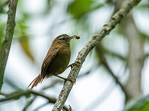 Hellmayrea gularis - White-browed Spinetail - Ecuador.jpg