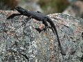 Hemicordylus capensis 15249893