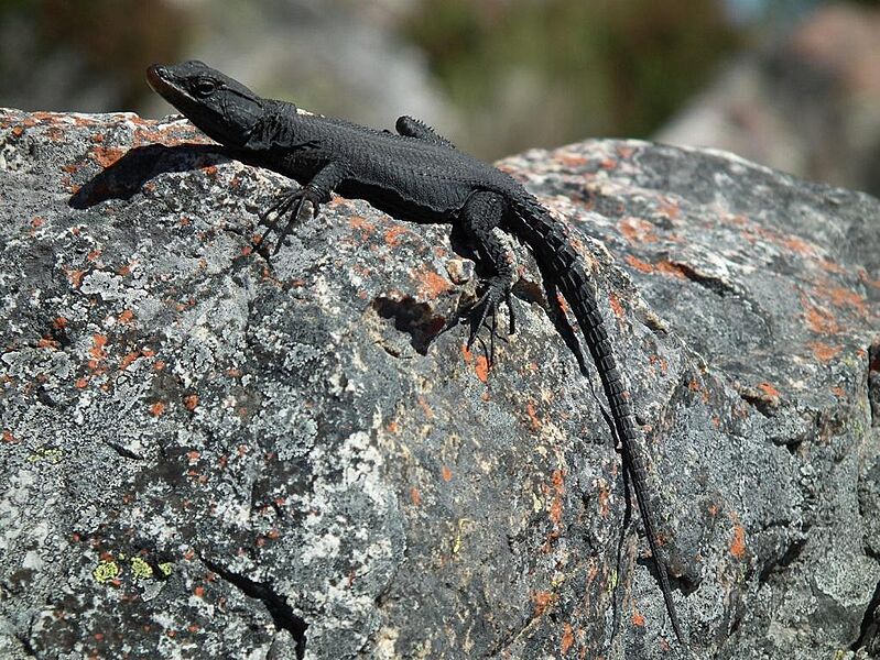 Hemicordylus capensis 15249893