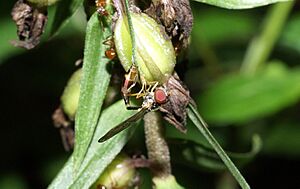 Hoverfly depositing egg