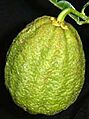 Ichangfruit