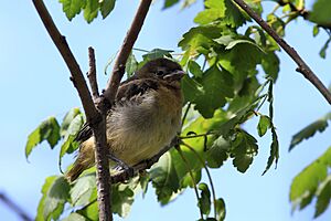 Icterus galbula -Baltimore, Maryland, USA -juvenile-8 (1)