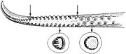 Illex coindetii hectocotylus