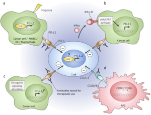 Immune checkpoints in the tumour microenvironment