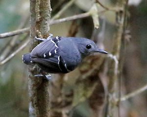 Isleria Hauxwelli - Plain-throated antwren (male).jpg