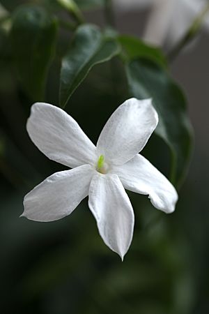 Jasminum officinale