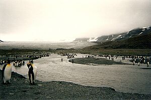 King penguins on South Georgia Island