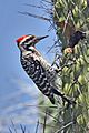 Ladder-back Woodpecker on Cactus