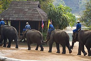 Lampang - elephant train