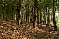 Laurel Hill State Park Trees
