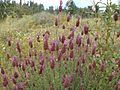 Lavandula pedunculata