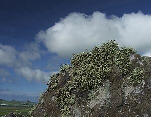 Lichens near Clogher Head (stevefe)