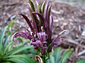 Lobelia niihauensis (5762180787)