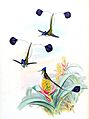 Loddigesia mirabilis + Aechmea mucroniflora - Gould Troch. pl. 161