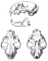 MSU V2P2 - Felis euptilura skull