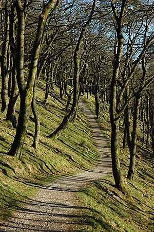 Macclesfield Forest oak