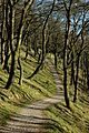 Macclesfield Forest oak