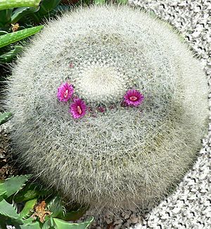 Mammillaria hahniana.jpg