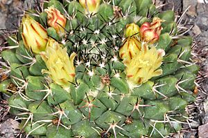 Mammillaria karwinskiana ssp karwinskiana pm 1.JPG