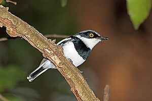 Margaret's Batis, Luita, DRC (6158946734).jpg