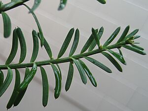 MataiLeaves467