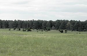 McKelvieScene lg
