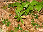 Medeola virginiana two tiered