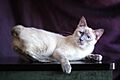 Mekong bobtail (Thai bobtail). Blue-cream-torty-point.