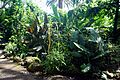 Mitchell Park Horticultural Conservatory July 2022 65 (Tropical Dome)