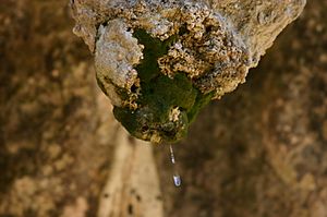 Mosses around Stalactite with Waterdrop
