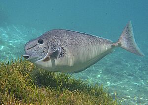 Naso tuberosus Réunion.jpg