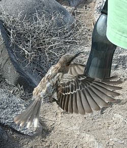 Nesomimus macdonaldi -Espanola, Galapagos, Ecuador -flying at a bottle-8